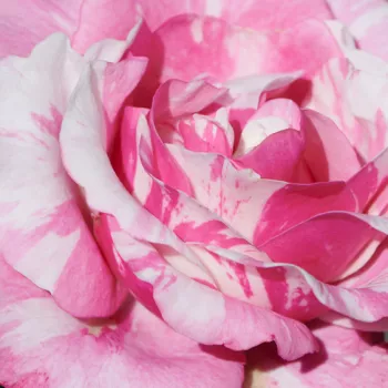 Online narudžba ruža - patuljasta - mini ruža - ruža diskretnog mirisa - aroma cimeta - Inda Hit® - ružičasta - (40-50 cm)