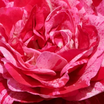 Online rózsa vásárlás - rózsaszín - törpe - mini rózsa - Jasmine Hit® - diszkrét illatú rózsa - édes aromájú - (40-50 cm)
