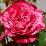 Törpe - mini rózsa - rózsaszín - diszkrét illatú rózsa - édes aromájú - Rosa Jasmine Hit® - Online rózsa rendelés