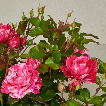 Rosa Jasmine Hit® - rosa - as