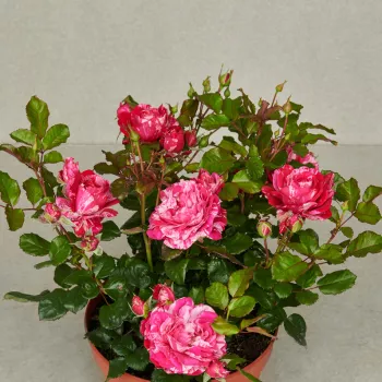 Rózsaszín - as - diszkrét illatú rózsa - édes aromájú