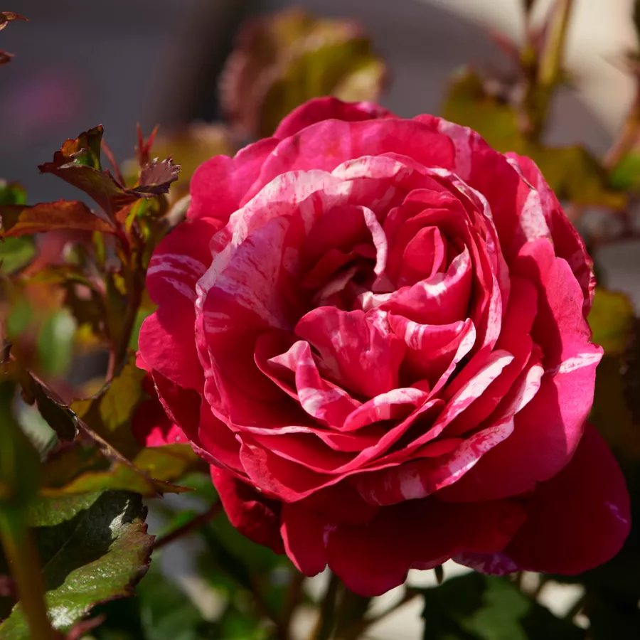 Pritlikava - miniaturna vrtnica - Roza - Jasmine Hit® - vrtnice - proizvodnja in spletna prodaja sadik