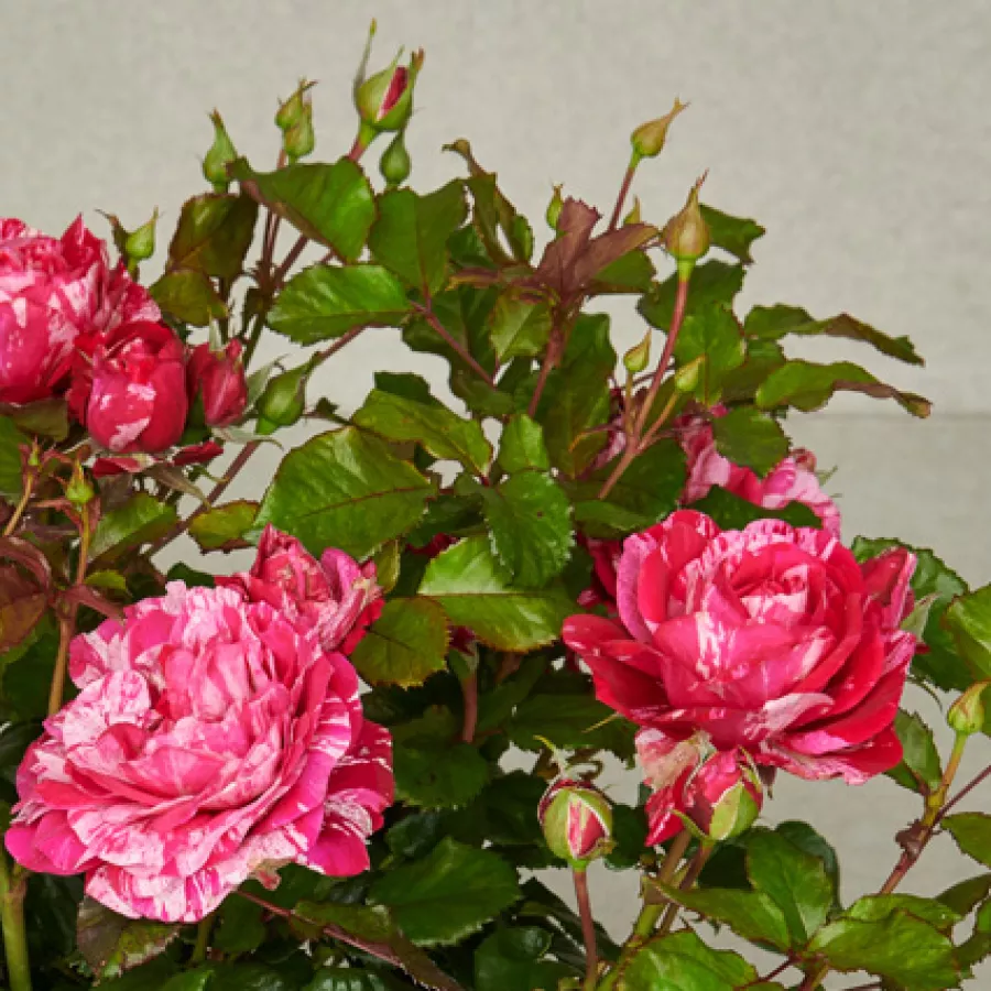 šaličast - Ruža - Jasmine Hit® - sadnice ruža - proizvodnja i prodaja sadnica