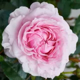 Rózsaszín - törpe - mini rózsa - Online rózsa vásárlás - Rosa Juanita Hit® - intenzív illatú rózsa - alma aromájú