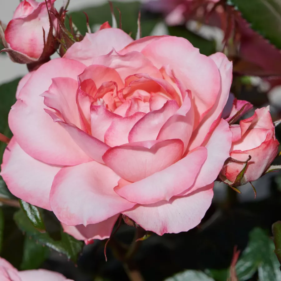 Rózsaszín - Rózsa - Juanita Hit® - Online rózsa rendelés