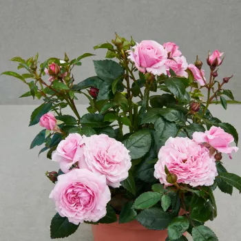 Világos rózsaszín - as - intenzív illatú rózsa - alma aromájú