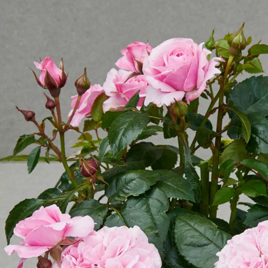 šaličast - Ruža - Juanita Hit® - sadnice ruža - proizvodnja i prodaja sadnica