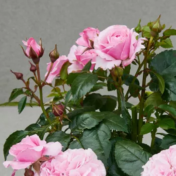 Rosa Juanita Hit® - rózsaszín - törpe - mini rózsa