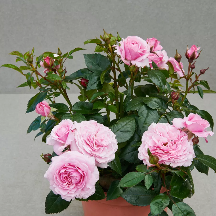 Tömvetelt virágú - Rózsa - Juanita Hit® - online rózsa vásárlás