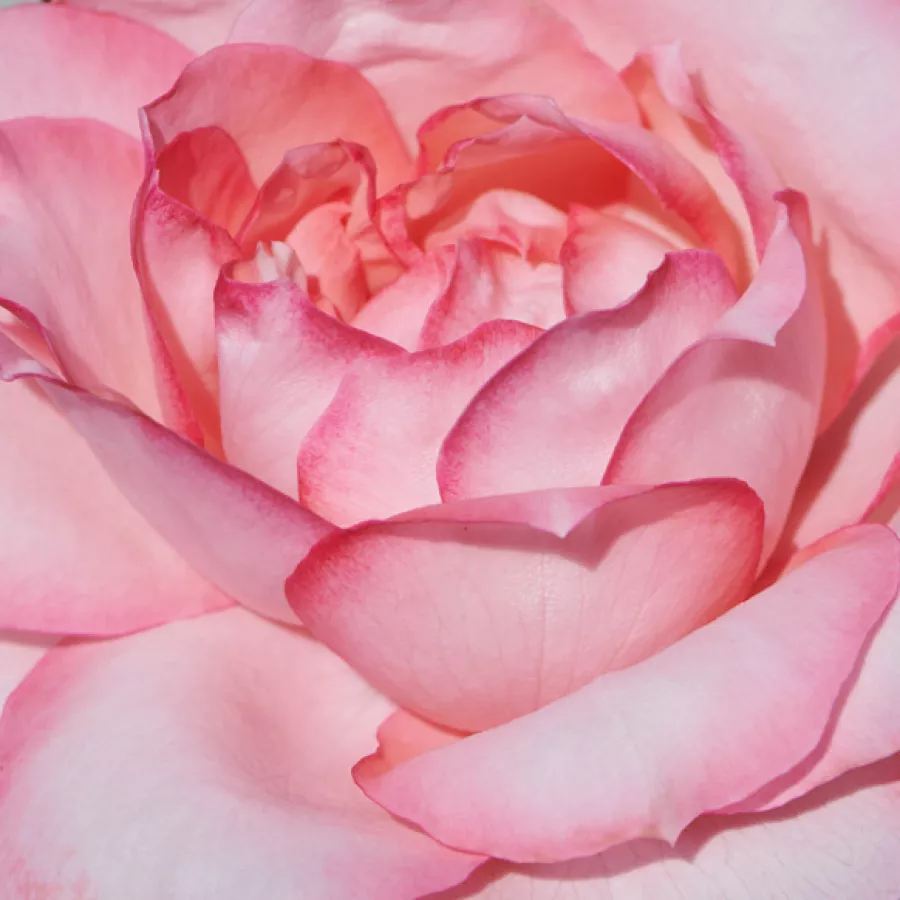 POUlpah117 - Rosa - Juanita Hit® - comprar rosales online