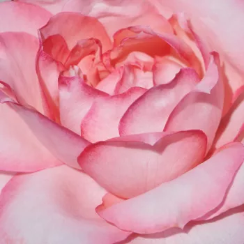 Rózsák webáruháza. - rózsaszín - törpe - mini rózsa - intenzív illatú rózsa - alma aromájú - Juanita Hit® - (40-50 cm)