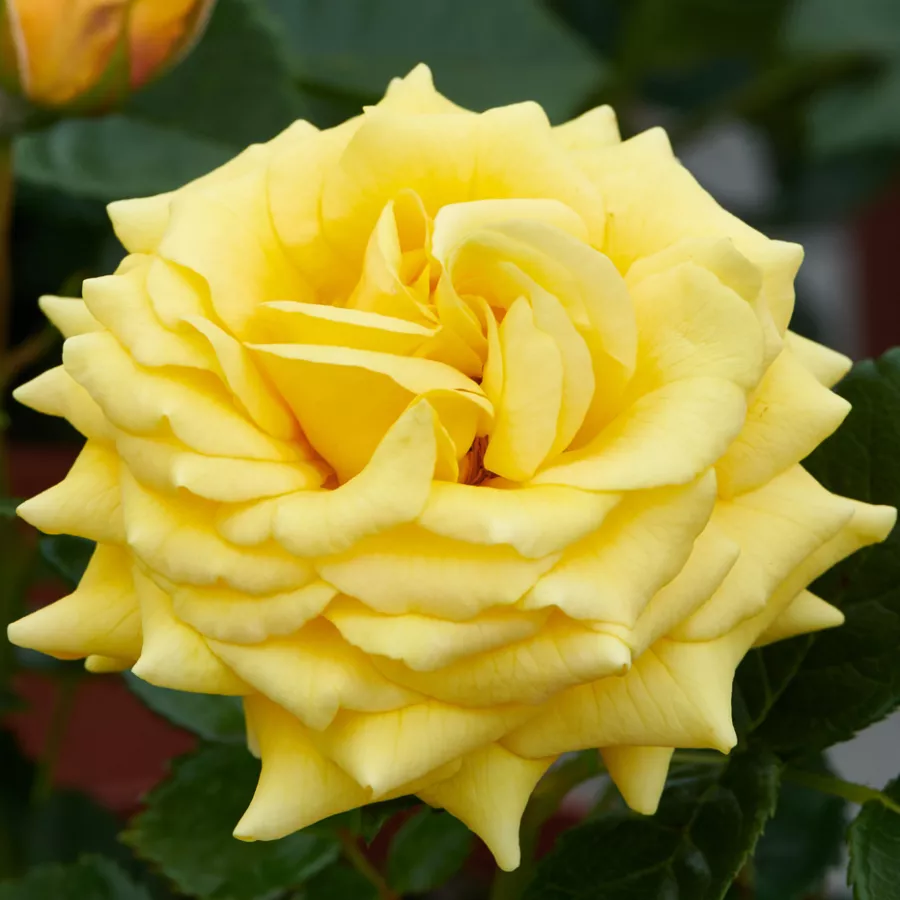 žuta - Ruža - Juanna Hit® - naručivanje i isporuka ruža