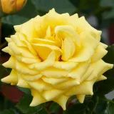 Patuljasta - mini ruža - umjereno mirisna ruža - aroma limuna - sadnice ruža - proizvodnja i prodaja sadnica - Rosa Juanna Hit® - žuta