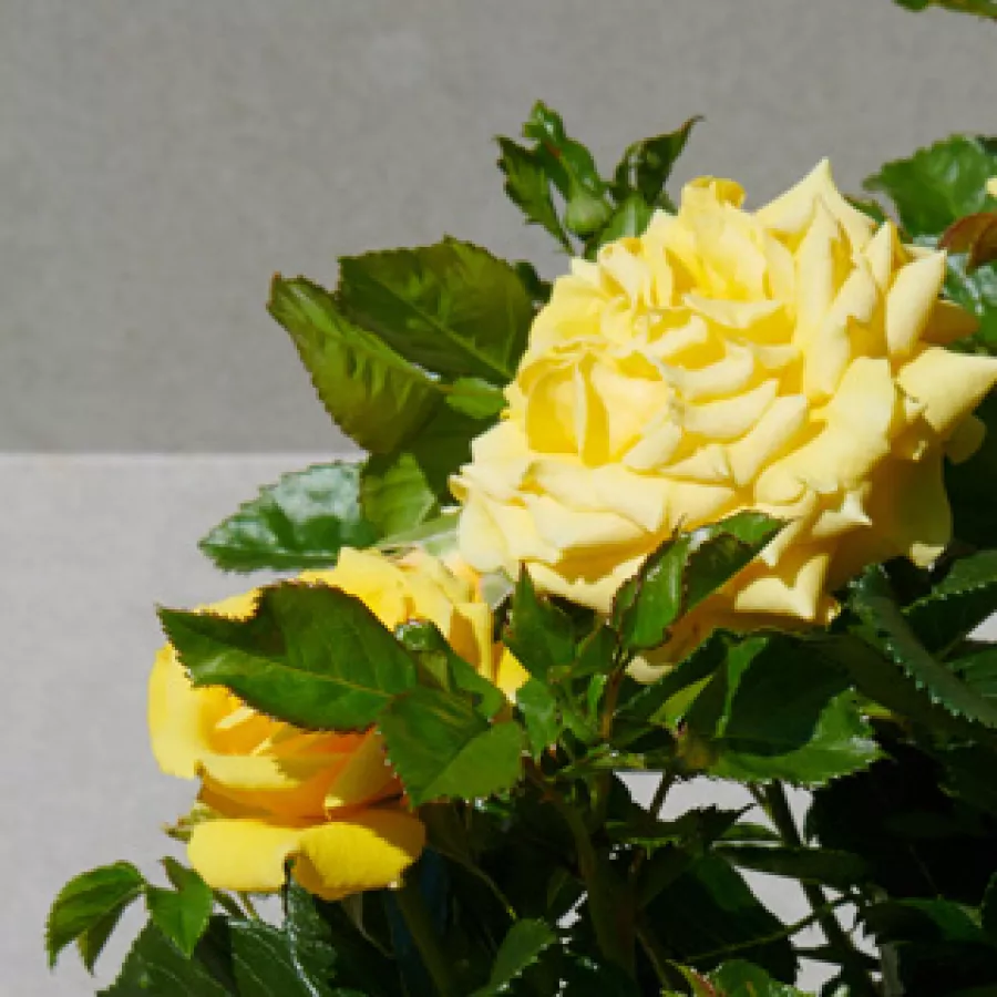 Pritlikava - miniaturna vrtnica - Roza - Juanna Hit® - vrtnice - proizvodnja in spletna prodaja sadik
