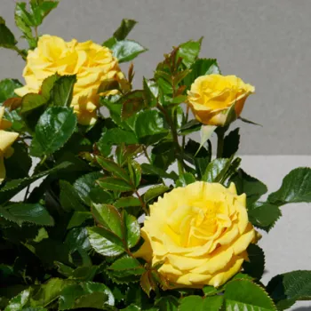 Rosa Juanna Hit® - żółty - karłowa - róża miniaturowa