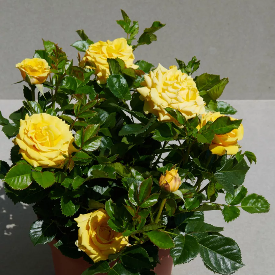 Telt virágú - Rózsa - Juanna Hit® - online rózsa vásárlás