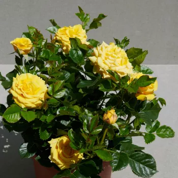 Žuta - patuljasta - mini ruža - umjereno mirisna ruža - aroma limuna