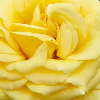 Narudžba ruža - žuta - patuljasta - mini ruža - umjereno mirisna ruža - aroma limuna - Juanna Hit® - (40-50 cm)
