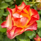 Rózsaszín - törpe - mini rózsa - Online rózsa vásárlás - Rosa Katrina Hit® - diszkrét illatú rózsa - tea aromájú