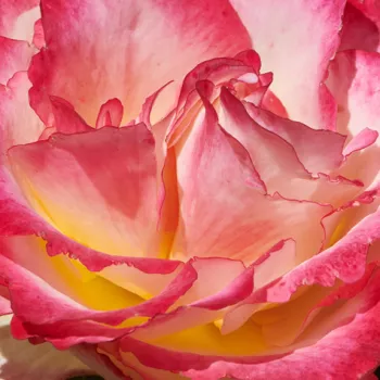 Rózsa rendelés online - rózsaszín - törpe - mini rózsa - Katrina Hit® - diszkrét illatú rózsa - tea aromájú - (40-50 cm)