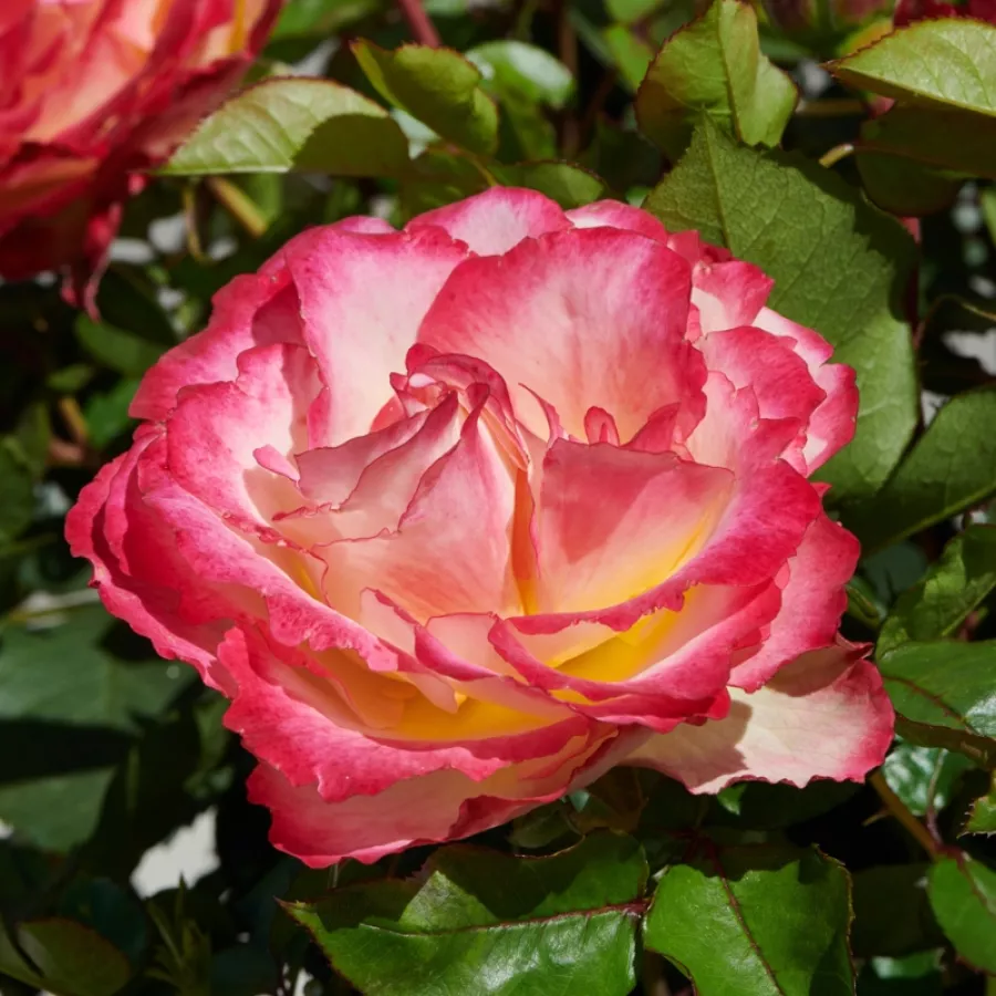 Törpe - mini rózsa - Rózsa - Katrina Hit® - Online rózsa rendelés