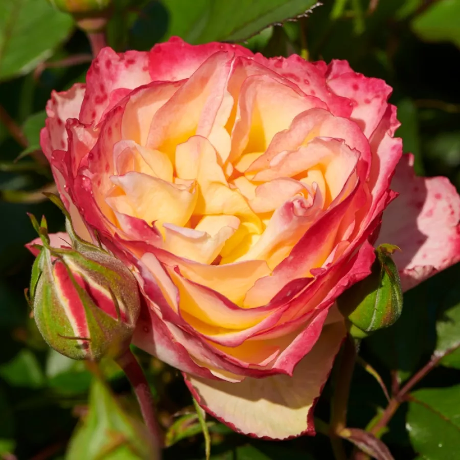 Rózsaszín - Rózsa - Katrina Hit® - Online rózsa rendelés