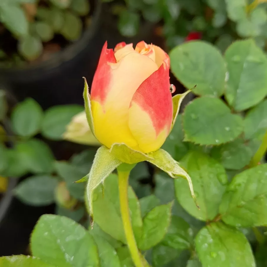 Diszkrét illatú rózsa - Rózsa - Katrina Hit® - Online rózsa rendelés