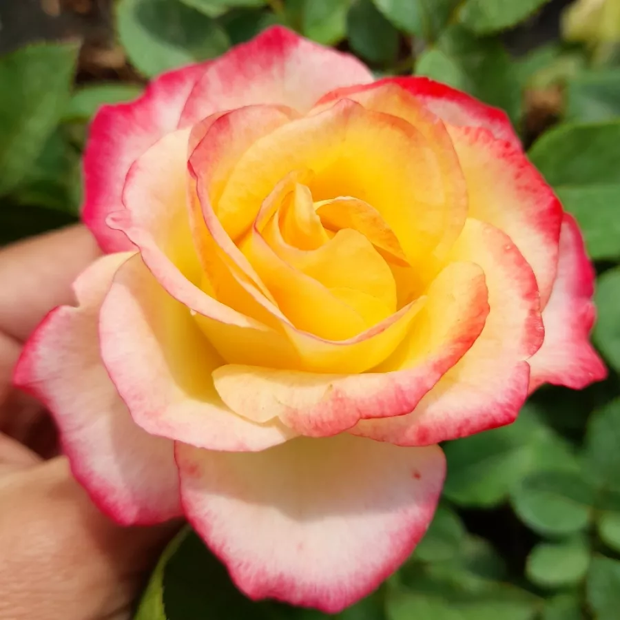 Pritlikava - miniaturna vrtnica - Roza - Katrina Hit® - vrtnice - proizvodnja in spletna prodaja sadik