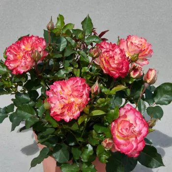Rózsaszín - narancssárga árnyalat - törpe - mini rózsa - diszkrét illatú rózsa - tea aromájú