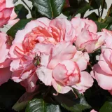 Zwerg - minirose - rose mit mäßigem duft - apfelaroma - rosen onlineversand - Rosa Kelley™ - rosa