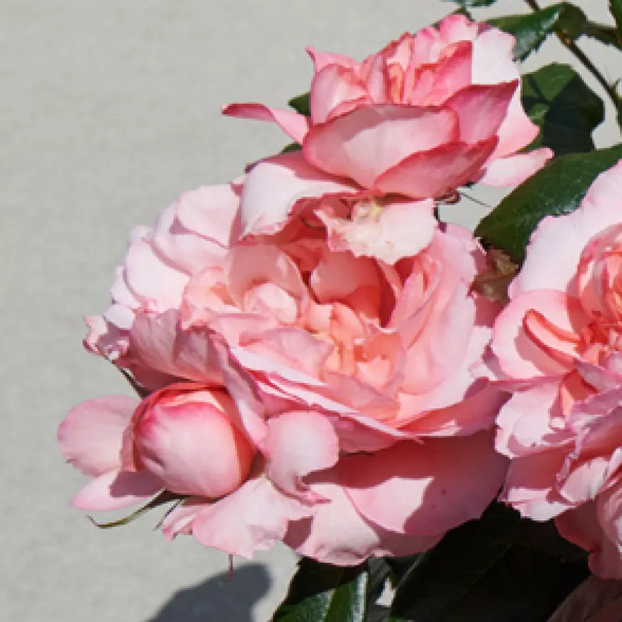 Pritlikava - miniaturna vrtnica - Roza - Kelley™ - vrtnice online