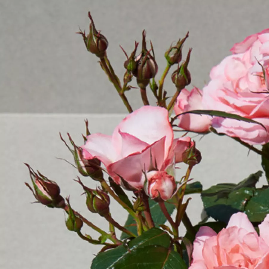 Filiżankowy - Róża - Kelley™ - sadzonki róż sklep internetowy - online