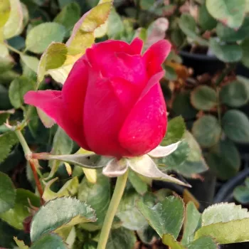 PATRAS™ – piros virágágyi floribunda rózsa - Olesen & Olesen