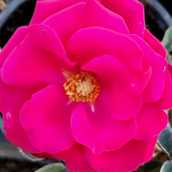 Rózsák webáruháza. - piros - enyhe, diszkrét illatú rózsa - Patras™ - virágágyi floribunda rózsa - (24-36 cm)