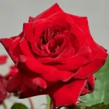 Virágágyi floribunda rózsa - diszkrét illatú rózsa - gyümölcsös aromájú - kertészeti webáruház - Rosa Patras™ - vörös
