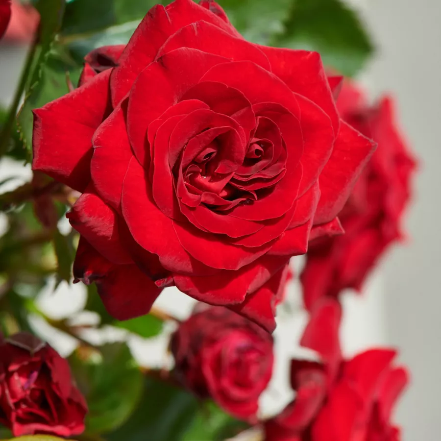 Virágágyi floribunda rózsa - Rózsa - Patras™ - kertészeti webáruház