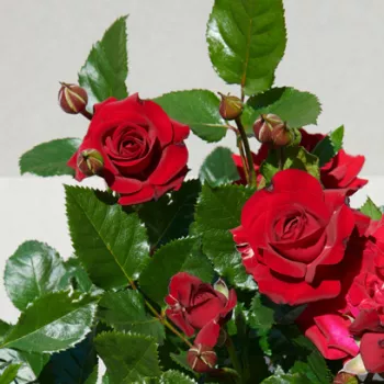 Rosa Patras™ - vörös - virágágyi floribunda rózsa