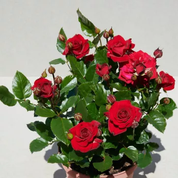 Vörös - virágágyi floribunda rózsa - diszkrét illatú rózsa - gyümölcsös aromájú