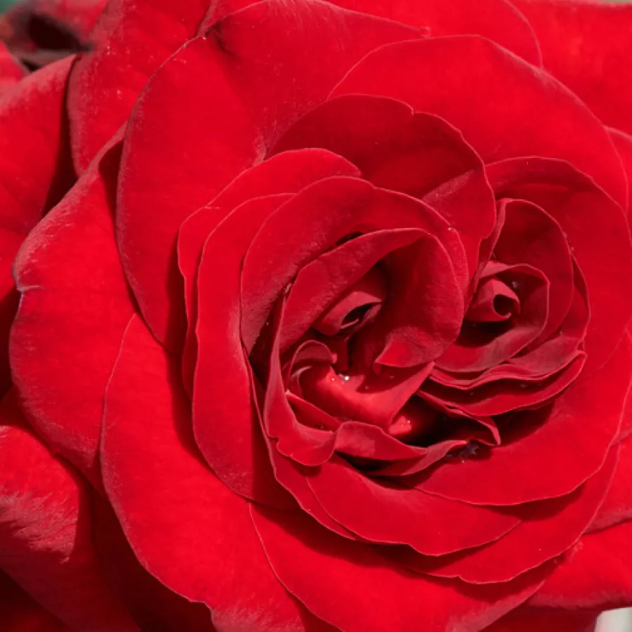 POUlpal103 - Ruža - Patras™ - naručivanje i isporuka ruža