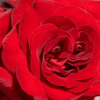 Web trgovina ruža - ruža floribunda za gredice - ruža diskretnog mirisa - voćna aroma - Patras™ - jarko crvena - (50-80 cm)