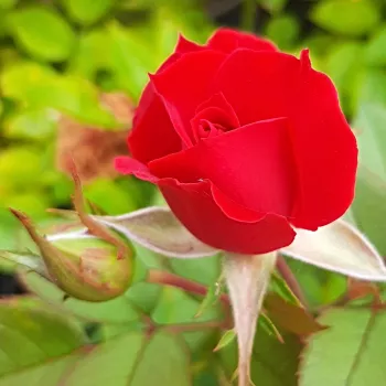 PIETRA™ – vörös virágágyi floribunda rózsa - Olesen & Olesen