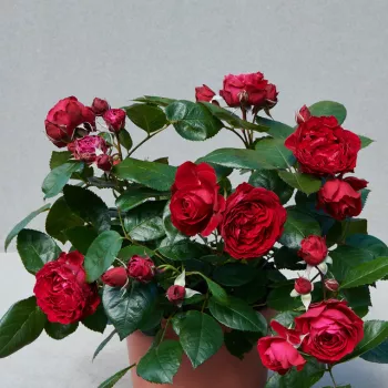 Ragyogó piros szirmok, egységes árnyalatú felülettel. - virágágyi floribunda rózsa - közepes erősségű, meleg időben kellemesen érezhető illatú rózsa - illatjellemzés nem áll rendelkezésre