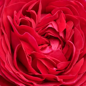 Online rózsa kertészet - vörös - közepes erősségű, meleg időben kellemesen érezhető illatú rózsa - Pietra™ - virágágyi floribunda rózsa - (25-40 cm)