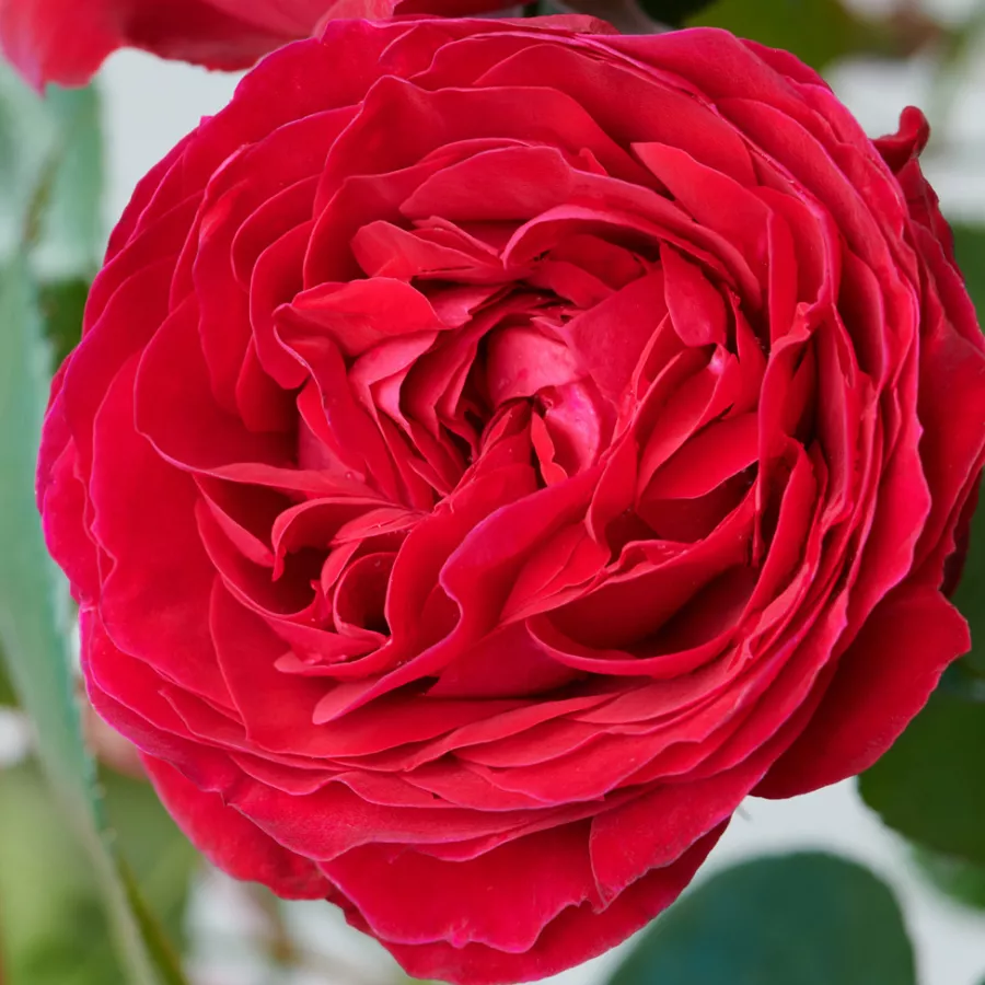Virágágyi floribunda rózsa - Rózsa - Pietra™ - online rózsa vásárlás