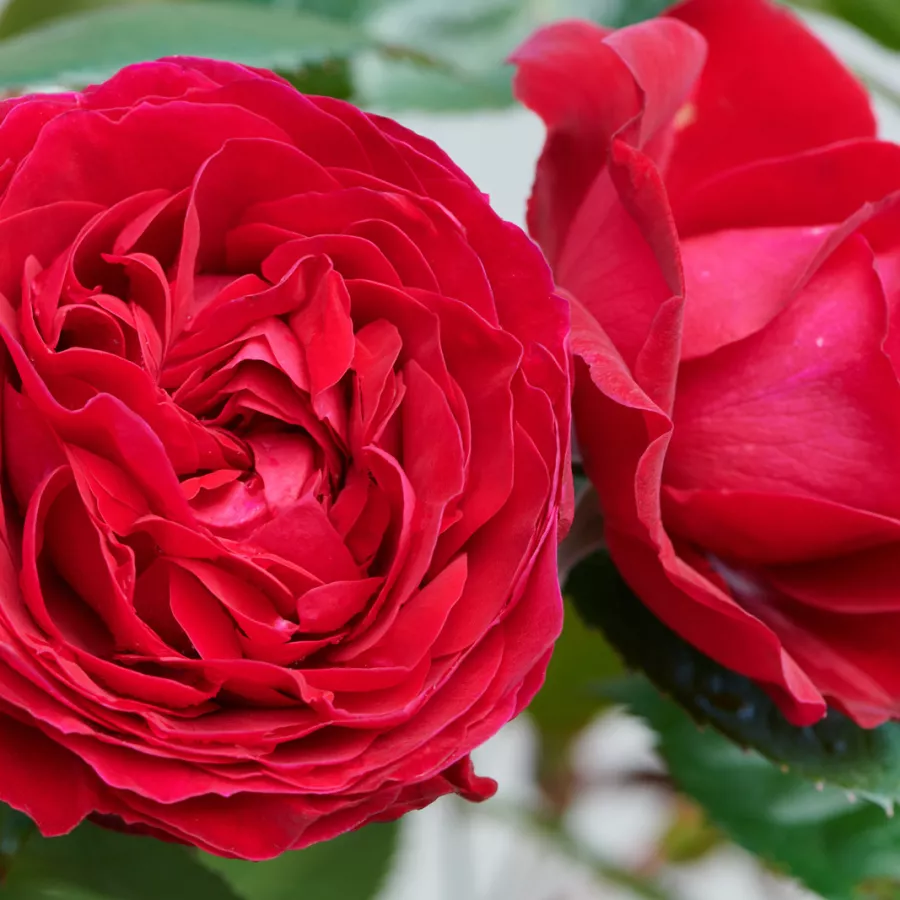 Vrtnica floribunda za cvetlično gredo - Roza - Pietra™ - vrtnice online