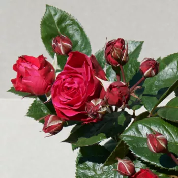 Rosa Pietra™ - roza - vrtnica floribunda za cvetlično gredo