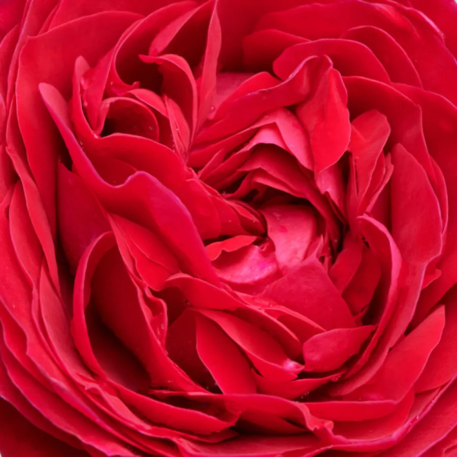 POUlpal105 - Rosa - Pietra™ - comprar rosales online