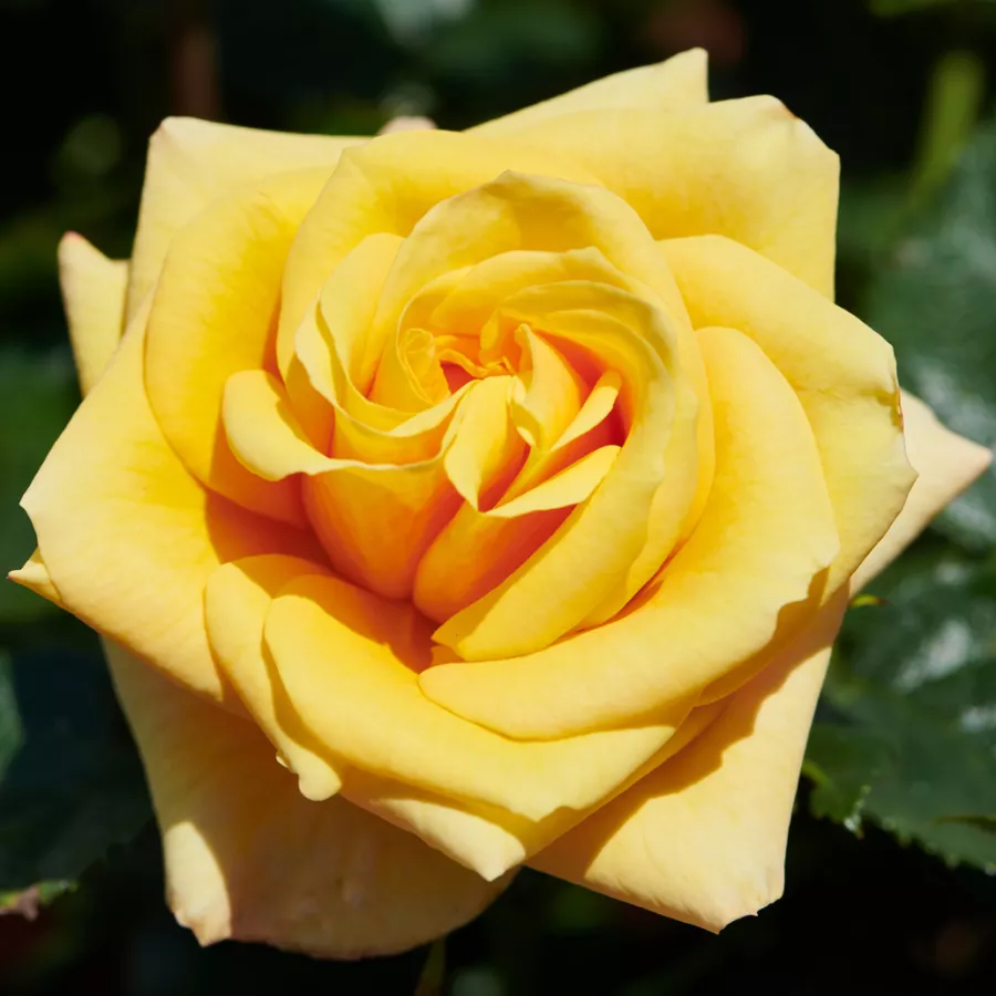 żółty - Róża - Raabs™ - róże sklep internetowy