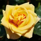 Rumena - vrtnica floribunda za cvetlično gredo - diskreten vonj vrtnice - aroma sadja - Rosa Raabs™ - vrtnice - proizvodnja in spletna prodaja sadik