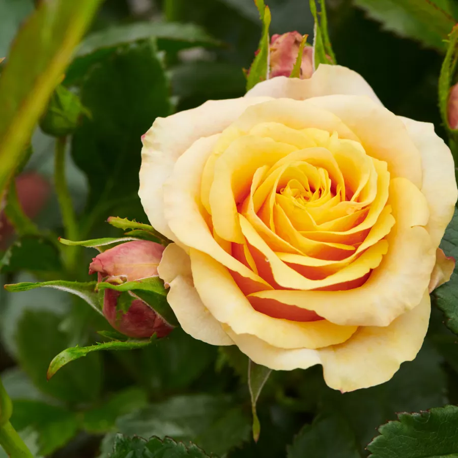 Virágágyi floribunda rózsa - Rózsa - Raabs™ - kertészeti webáruház
